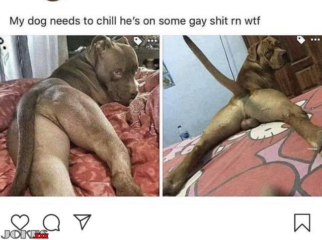 Posing dog