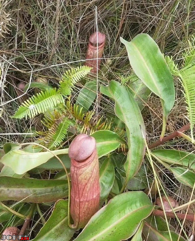 Boner Plant