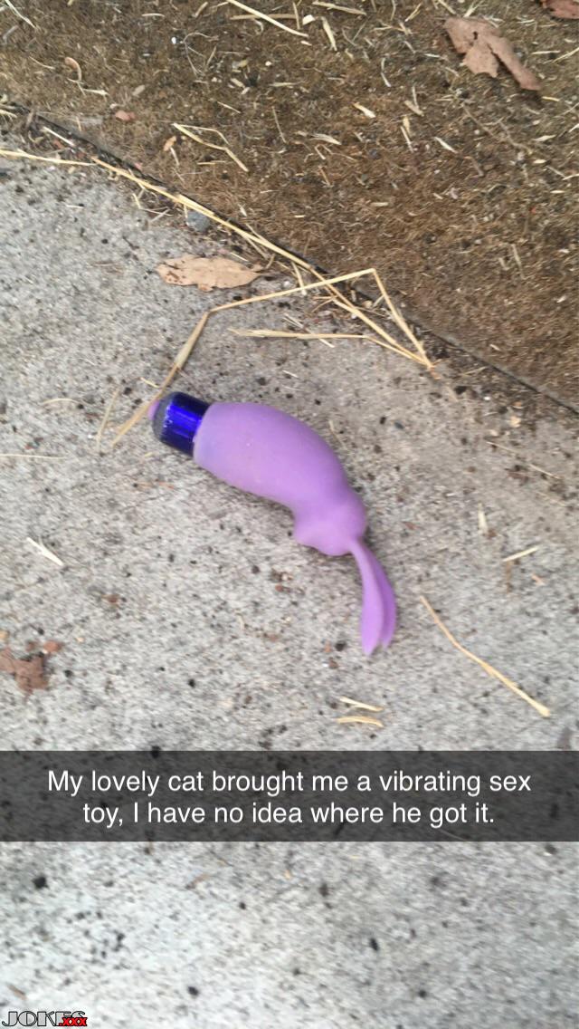 Cat Present
