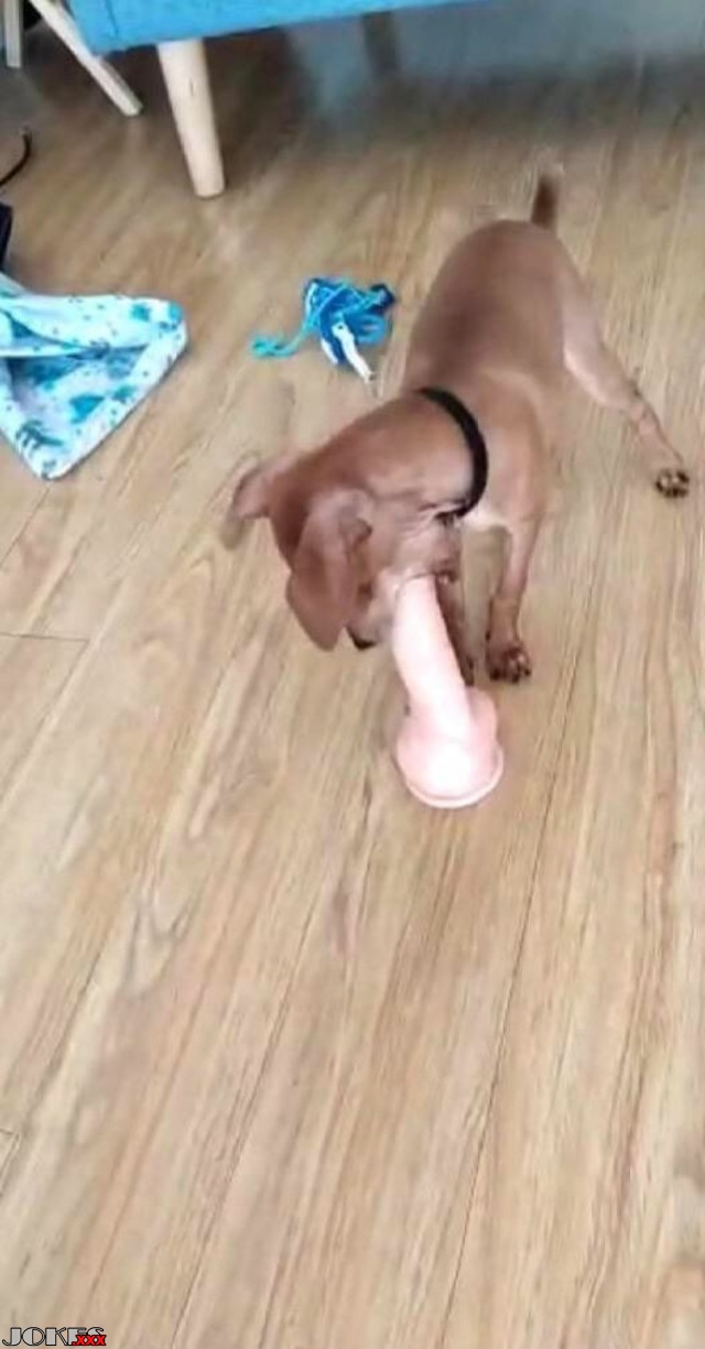 Throw that dog a bone