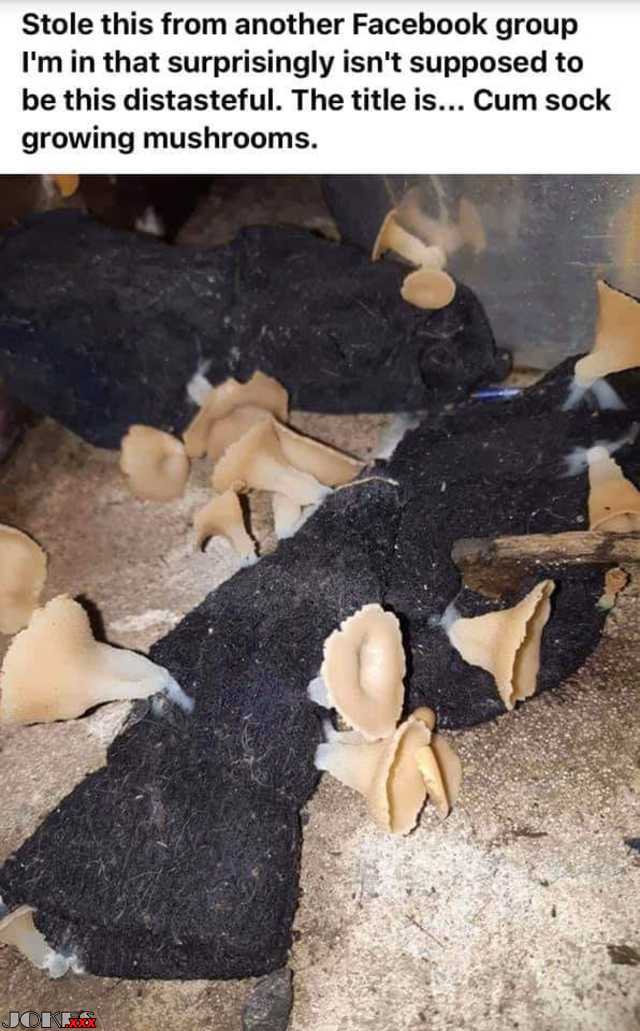 mushrooms